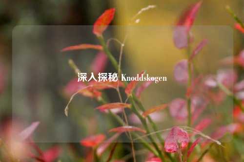 深入探秘 Knoddskogen